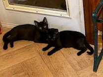 MELBA W/SALEM (FCID# 09/03/2025 - 7) - Domestic Short Hair available for adoption