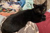 Salem w/Melba (FCID# 09/03/2025 - 7) - Photo 1