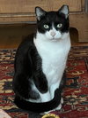 Lucky (FCID# 09/29/2025-35) - Photo 2