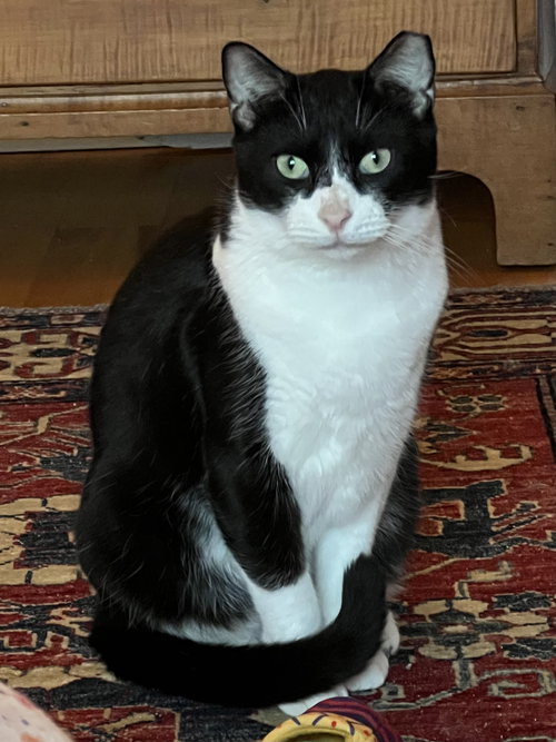 LUCKY (FCID# 09/29/2025-35) - Tuxedo available for adoption