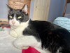 Lucky (FCID# 09/29/2025-35) - Photo 4