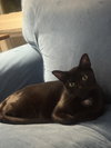 Georgie, Willow Grove Area, (FCID 10/03/2025-104) - Photo 2