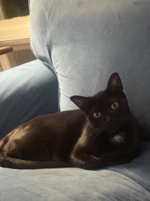 GEORGIE, WILLOW GROVE AREA, (FCID 10/03/2025-104) - Domestic Short Hair available for adoption