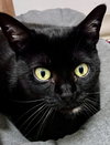Georgie, Willow Grove Area, (FCID 10/03/2025-104) - Photo 1