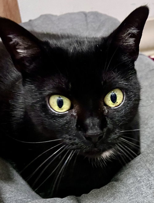 GEORGIE, WILLOW GROVE AREA, (FCID 10/03/2025-104) - Domestic Short Hair available for adoption