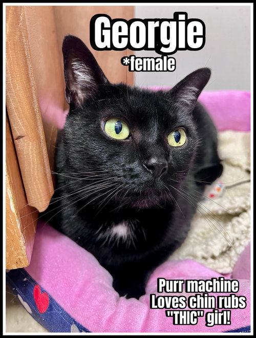 GEORGIE (F), WILLOW GROVE PA, (FCID 10/03/25-104) - Domestic Short Hair available for adoption