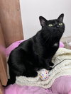 Georgie (f), Willow Grove PA, (FCID 10/03/25-104) - Photo 2