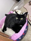 Georgie (f), Willow Grove PA, (FCID 10/03/25-104) - Photo 3