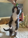 Serena, Willow Grove PA (FCID# 08/03/2025-141) - Photo 4
