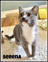 Serena, Willow Grove PA (FCID# 08/03/2025-141) - Photo 3
