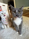 Serena, Willow Grove PA (FCID# 08/03/2025-141) - Photo 2