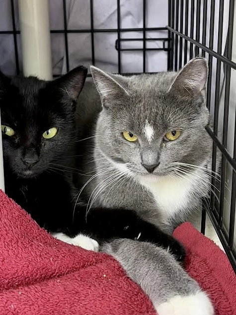 SERENA, WILLOW GROVE PA (FCID# 08/03/2025-141) - Tuxedo available for adoption
