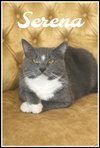 Serena, Willow Grove PA (FCID# 08/03/2025-141) - Photo 1