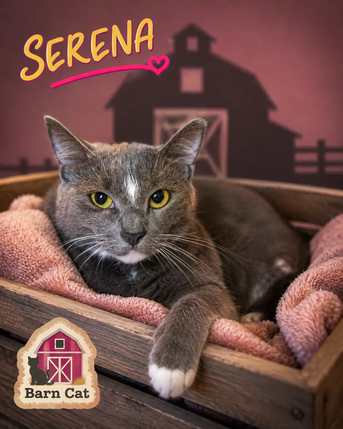 Serena Barn Cat Fcid - image 1