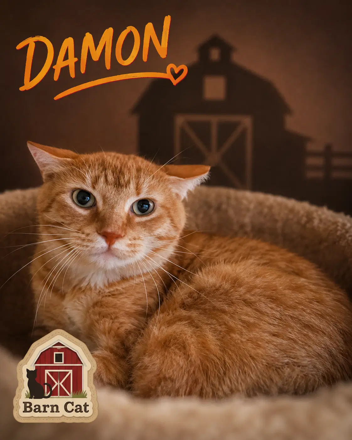 Serena Barn Cat Fcid - image 2