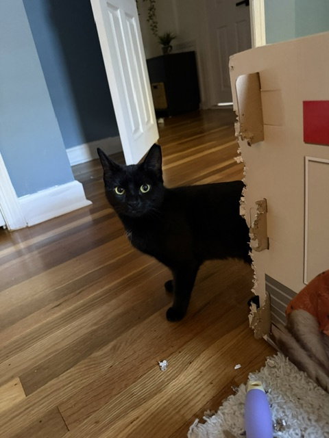 VENUS, WILLOW GROVE PA (FCID# 08/03/2025-142) - Domestic Short Hair available for adoption