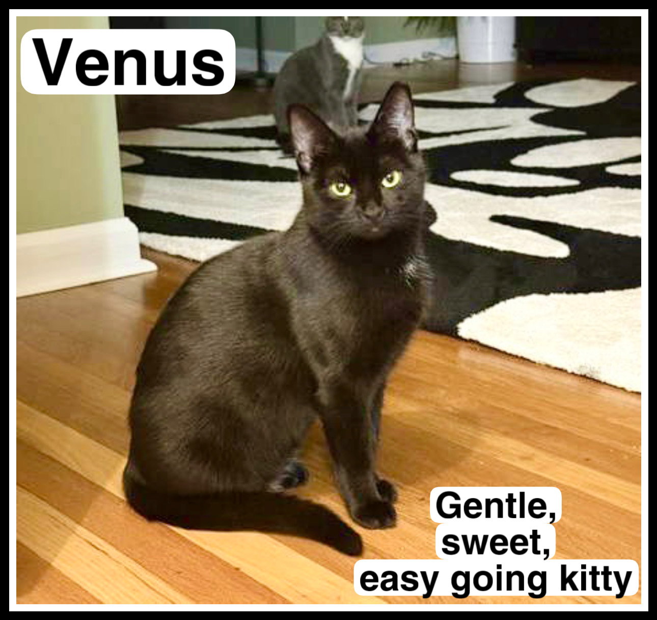 Venus, Willow Grove PA (FCID# 08/03/2025-142)