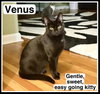 Venus, Willow Grove PA (FCID# 08/03/2025-142) - Photo 1