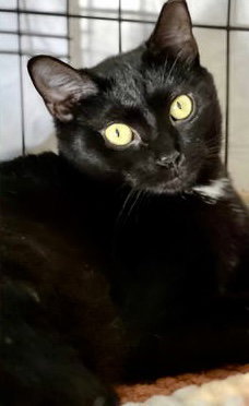 VENUS, WILLOW GROVE PA (FCID# 08/03/2025-142) - Domestic Short Hair available for adoption