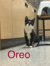 Oreo, Willow Grove Area, (FCID 08/19/2025-144) - Photo 2