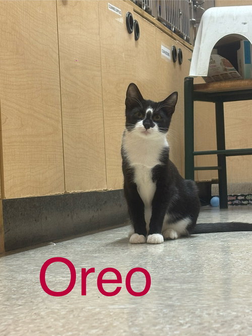 OREO, WILLOW GROVE AREA, (FCID 08/19/2025-144) - Domestic Short Hair available for adoption