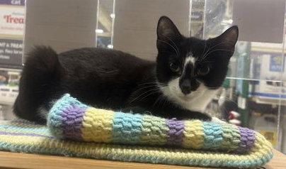 Oreo, Willow Grove Area, (FCID 08/19/2025-144) Image