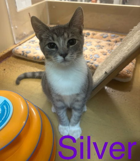 Silver, Willow Grove Area, (FCID 09/02/2025-150) Image