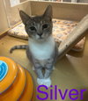 Silver, Willow Grove Area, (FCID 09/02/2025-150) - Photo 1