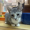 Silver, Willow Grove Area, (FCID 09/02/2025-150) - Photo 2