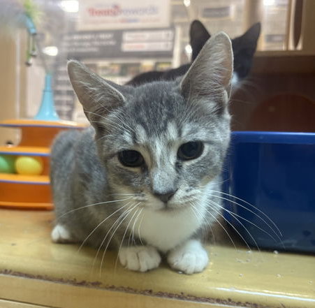 SILVER, WILLOW GROVE AREA, (FCID 09/02/2025-150) - Tabby / Tuxedo available for adoption