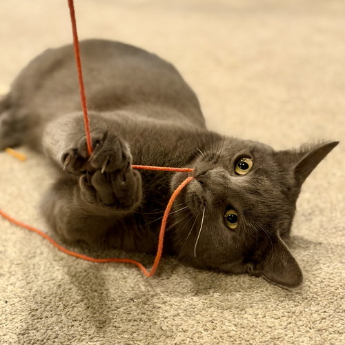 ROCKY, WILLOW GROVE AREA (FCID 09/12/2025-107) - Domestic Short Hair available for adoption