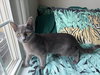 Rocky, Willow Grove area (FCID 09/12/2025-107) - Photo 4