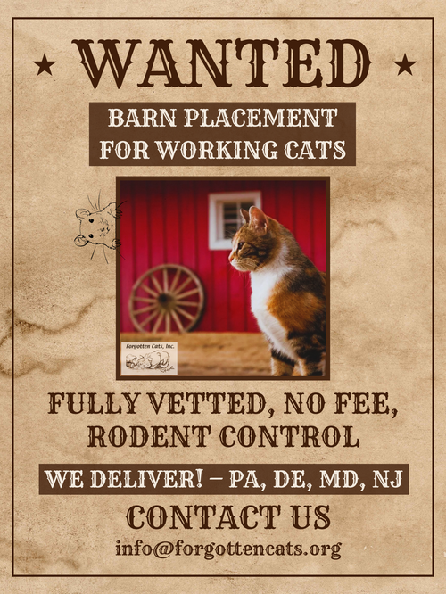 Karsey: Barn Cat (FCID# 10/22/2025 - 78) C