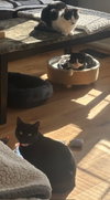 Karsey: Barn Cat (FCID# 10/22/2025 - 78) C - Photo 3