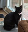 Karsey: Barn Cat (FCID# 10/22/2025 - 78) C - Photo 1