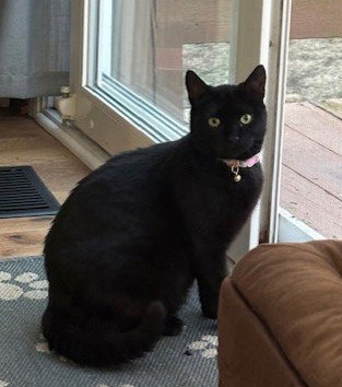 Karsey: Barn Cat (FCID# 10/22/2025 - 78) C