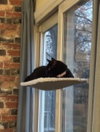 Karsey: Barn Cat (FCID# 10/22/2025 - 78) C - Photo 2