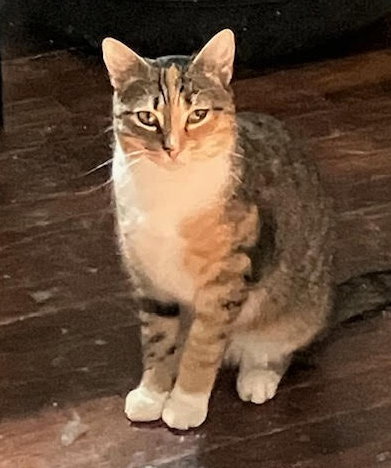 Tabatha (FCID# 05/05/2025 - 19) C Image