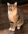 Tabatha (FCID# 05/05/2025 - 19) C - Photo 1