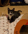 Dilly, Jenkintown PS, (FCID 10/28/2025-132) - Photo 4