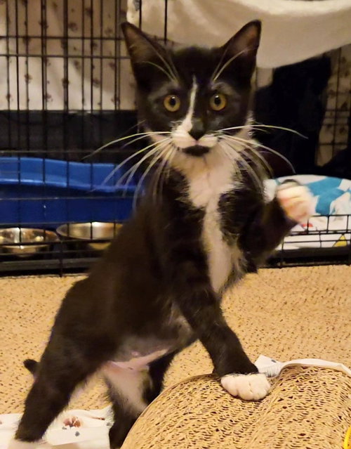 DILLY, JENKINTOWN PS, (FCID 10/28/2025-132) - Domestic Short Hair available for adoption