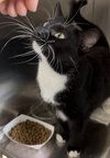 Nala (FCID# 07/01/2025 - 539) C - Photo 2