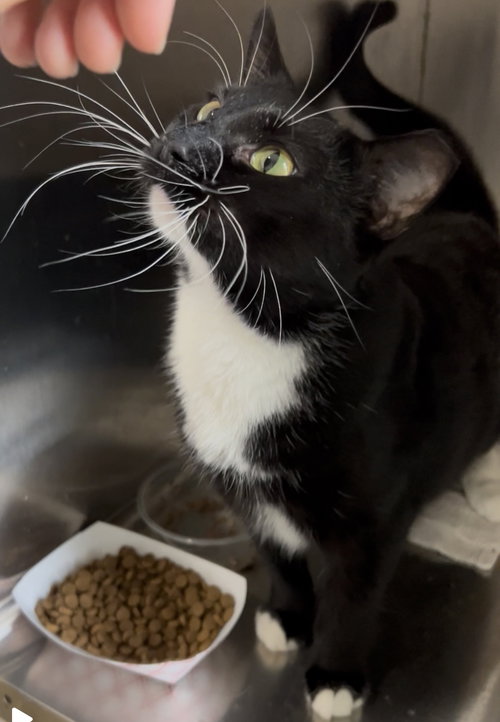 NALA (FCID# 07/01/2025 - 539) C - Tuxedo / Domestic Short Hair available for adoption
