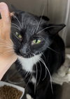 Nala (FCID# 07/01/2025 - 539) C - Photo 3