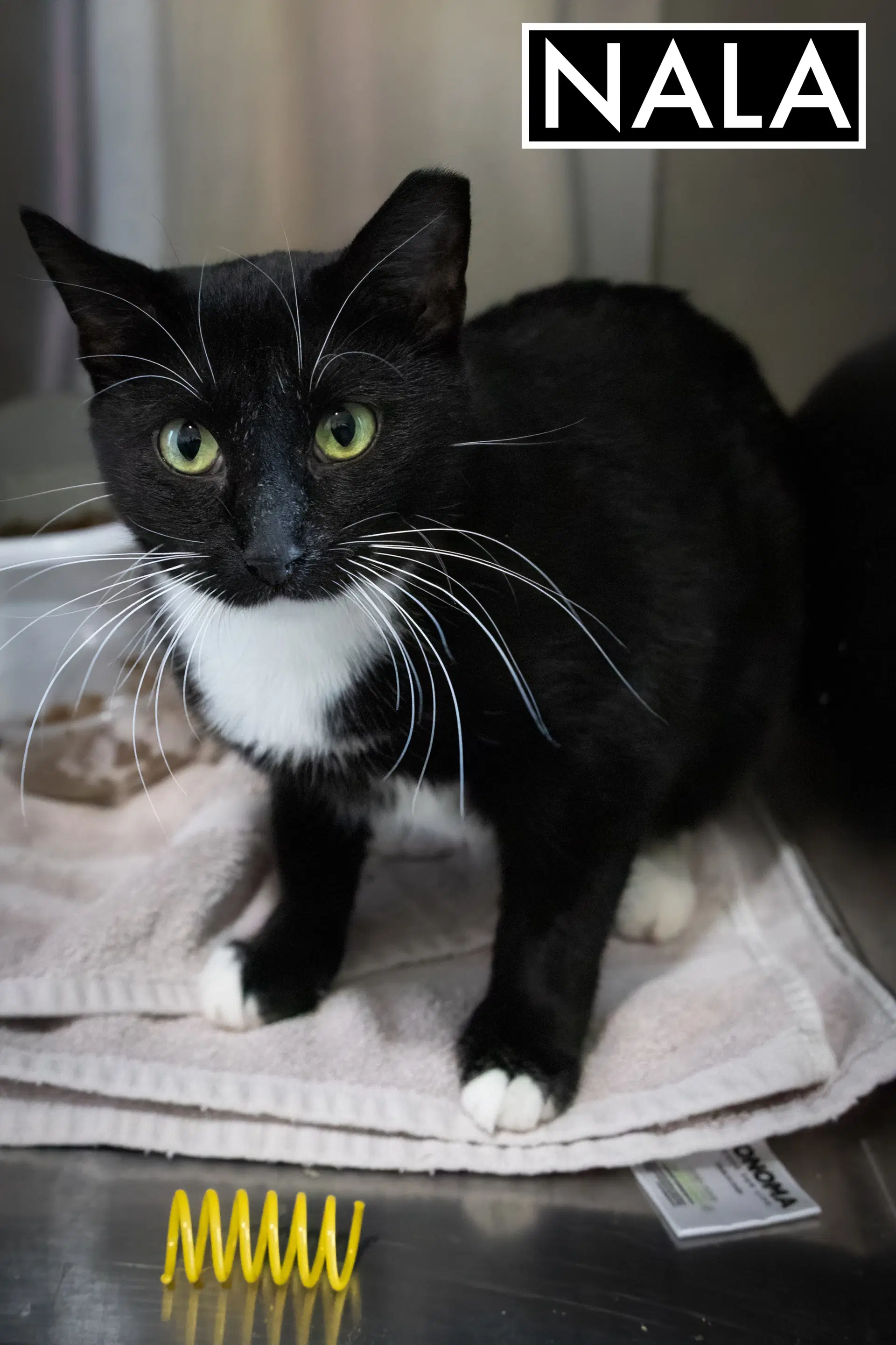 Nala Fcid  -  Glen Mills Foster C image 4