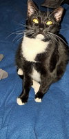 Nala (FCID# 07/01/2025 - 539) C - Photo 4