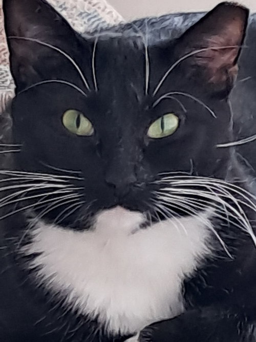 NALA (FCID# 07/01/2025 - 539) C - Tuxedo / Domestic Short Hair available for adoption