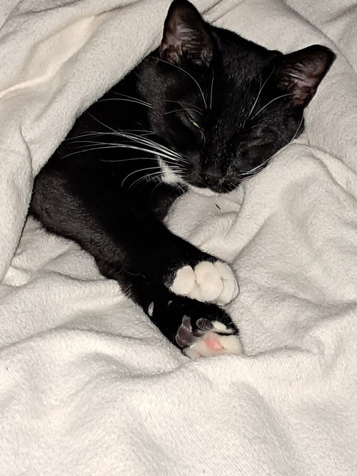 NALA (FCID# 07/01/2025 - 539) C - Tuxedo / Domestic Short Hair available for adoption