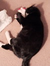 Nala (FCID# 07/01/2025 - 539 Glen MIlls foster) C - Photo 5