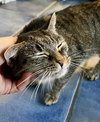 Daisy (FCID# 09/03/2020 - 57) C - Photo 4